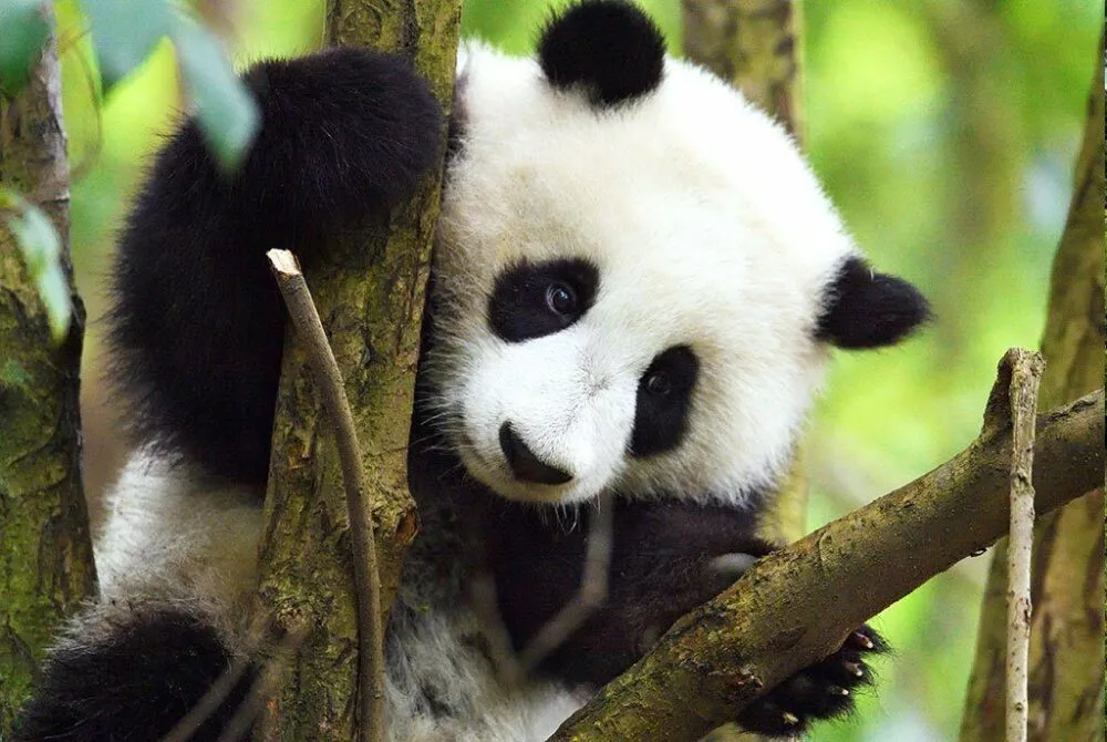 Panda WWF